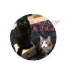 ゆず、すい、こはく（個別スタンプ：12）