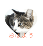 ゆず、すい、こはく（個別スタンプ：22）