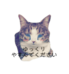ゆず、すい、こはく（個別スタンプ：23）