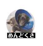 ロングなココア（個別スタンプ：5）