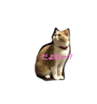 モチの返事（個別スタンプ：9）