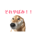 はるをファミリー（個別スタンプ：2）