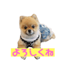 犬なのにタマ（個別スタンプ：1）