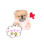 犬なのにタマ（個別スタンプ：3）