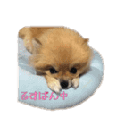 犬なのにタマ（個別スタンプ：4）