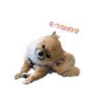 犬なのにタマ（個別スタンプ：5）