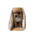 犬なのにタマ（個別スタンプ：6）