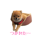 犬なのにタマ（個別スタンプ：7）