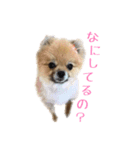 犬なのにタマ（個別スタンプ：8）