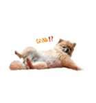 犬なのにタマ（個別スタンプ：9）