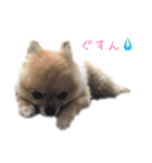 犬なのにタマ（個別スタンプ：10）