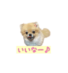 犬なのにタマ（個別スタンプ：11）