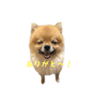 犬なのにタマ（個別スタンプ：12）