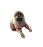 犬なのにタマ（個別スタンプ：13）
