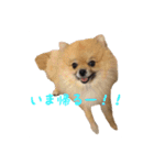 犬なのにタマ（個別スタンプ：14）