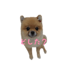 犬なのにタマ（個別スタンプ：15）