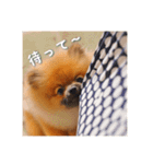 ハッピーこたちゃん2（個別スタンプ：7）