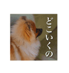 ハッピーこたちゃん2（個別スタンプ：8）