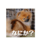 ハッピーこたちゃん2（個別スタンプ：10）