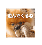 ハッピーこたちゃん2（個別スタンプ：13）