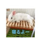 我が家の仲間達（個別スタンプ：2）