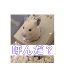 我が家の仲間達（個別スタンプ：7）