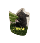 我が家の仲間達（個別スタンプ：8）