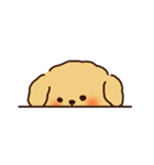 トイプードルのまめ（個別スタンプ：2）