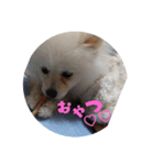 みるきからの返事（個別スタンプ：1）