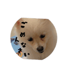 みるきからの返事（個別スタンプ：5）