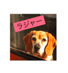 my dog Skip！ she is lovely beagle ！（個別スタンプ：1）