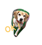 my dog Skip！ she is lovely beagle ！（個別スタンプ：2）