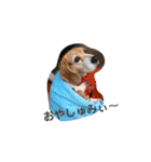 my dog Skip！ she is lovely beagle ！（個別スタンプ：4）