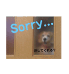 my dog Skip！ she is lovely beagle ！（個別スタンプ：5）