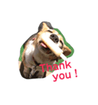my dog Skip！ she is lovely beagle ！（個別スタンプ：6）