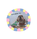 my dog Skip！ she is lovely beagle ！（個別スタンプ：7）