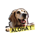 my dog Skip！ she is lovely beagle ！（個別スタンプ：8）