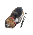 my dog Skip！ she is lovely beagle ！（個別スタンプ：9）
