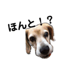 my dog Skip！ she is lovely beagle ！（個別スタンプ：10）