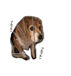 my dog Skip！ she is lovely beagle ！（個別スタンプ：12）