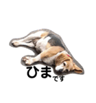 my dog Skip！ she is lovely beagle ！（個別スタンプ：13）