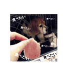 my dog Skip！ she is lovely beagle ！（個別スタンプ：14）