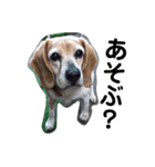 my dog Skip！ she is lovely beagle ！（個別スタンプ：15）