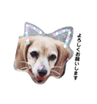 my dog Skip！ she is lovely beagle ！（個別スタンプ：16）