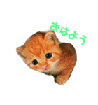 まるぅぅ3（個別スタンプ：1）