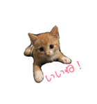 まるぅぅ3（個別スタンプ：2）