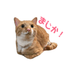 まるぅぅ3（個別スタンプ：5）