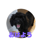 トイプードルとシーズーのMIX犬エマ（個別スタンプ：1）