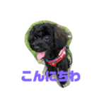 トイプードルとシーズーのMIX犬エマ（個別スタンプ：2）