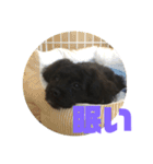 トイプードルとシーズーのMIX犬エマ（個別スタンプ：3）